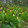 Lady's slipper orchid (Cypripedium calceolus) en masse in woodland. Norway, June